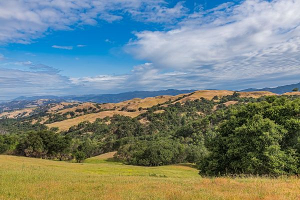 Hillside in Sonoma County